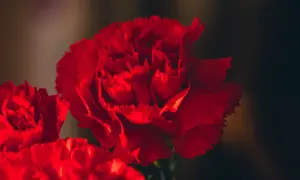 Gros plan sur des œillets rouges vibrants. L'œillet rouge signification est l'amour profond et l'admiration.