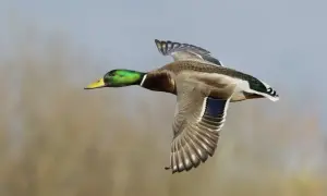 Un canard colvert en plein vol, symbole de liberté. Sa tête verte irisée brille sous le ciel clair.