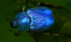 Un scarabée bleu métallique, symbole de renaissance, se repose sur une feuille verte.