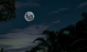 La pleine lune brille dans un ciel nocturne, évoquant le "clair de lune" de Verlaine. Des silhouettes d'arbres et de palmiers encadrent la scène.