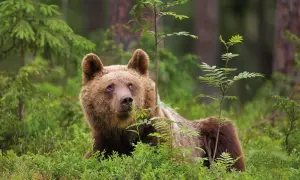 Un ours brun se repose dans la verdure des Alpes, entouré de jeunes arbres et de buissons.