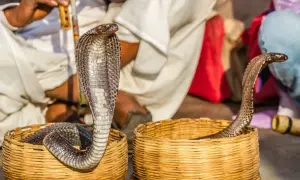 Un charmeur de serpents joue de la flûte, hypnotisant le serpent qui danse hors de son panier.