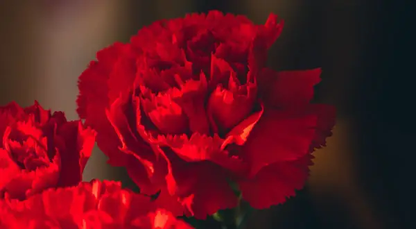 Gros plan sur des œillets rouges vibrants. L'œillet rouge signification est l'amour profond et l'admiration.