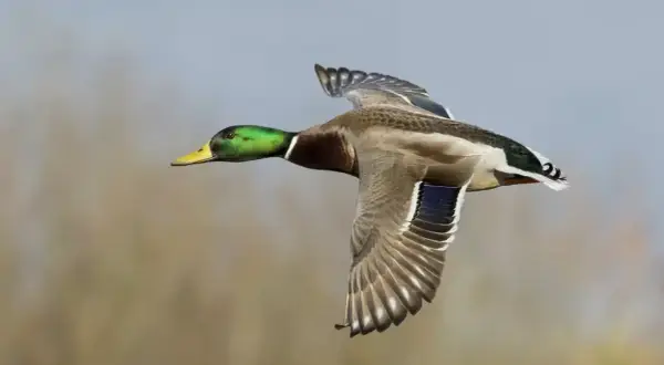 Un canard colvert en plein vol, symbole de liberté. Sa tête verte irisée brille sous le ciel clair.