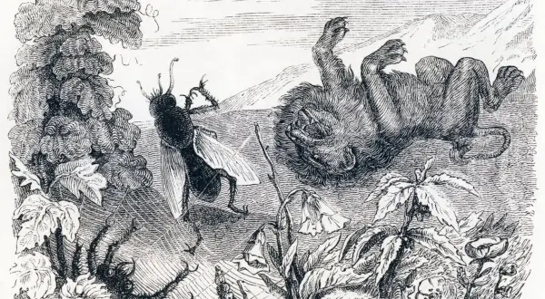 Un moucheron se tient devant un lion couché sur le dos, dans un paysage champêtre.