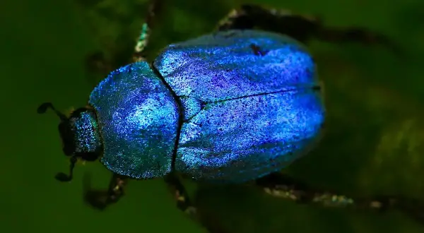 Un scarabée bleu métallique, symbole de renaissance, se repose sur une feuille verte.