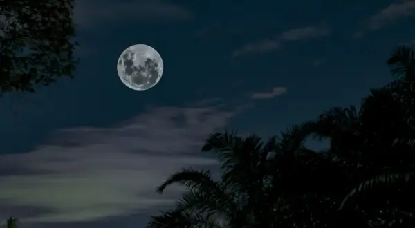 La pleine lune brille dans un ciel nocturne, évoquant le "clair de lune" de Verlaine. Des silhouettes d'arbres et de palmiers encadrent la scène.