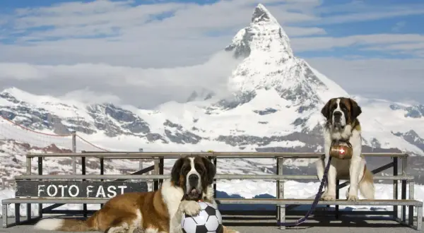 Deux grands Saint-Bernard posent devant le Cervin enneigé. L'un est couché avec un ballon de foot, l'autre assis avec un tonneau suisse.