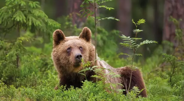 Un ours brun se repose dans la verdure des Alpes, entouré de jeunes arbres et de buissons.