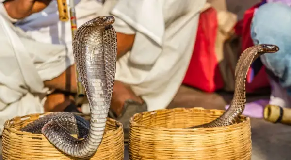 Un charmeur de serpents joue de la flûte, hypnotisant le serpent qui danse hors de son panier.