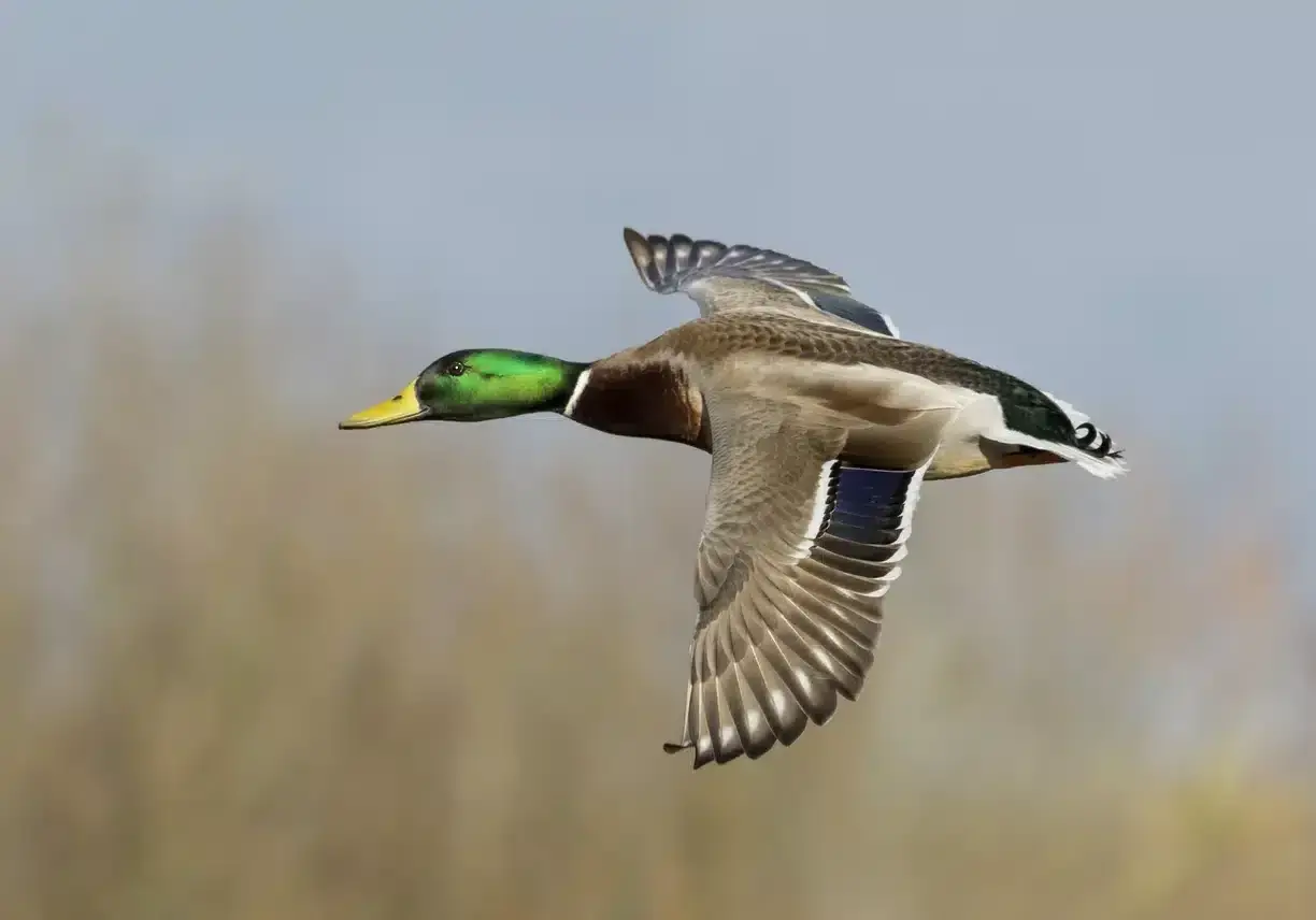 Un canard colvert en plein vol, symbole de liberté. Sa tête verte irisée brille sous le ciel clair.