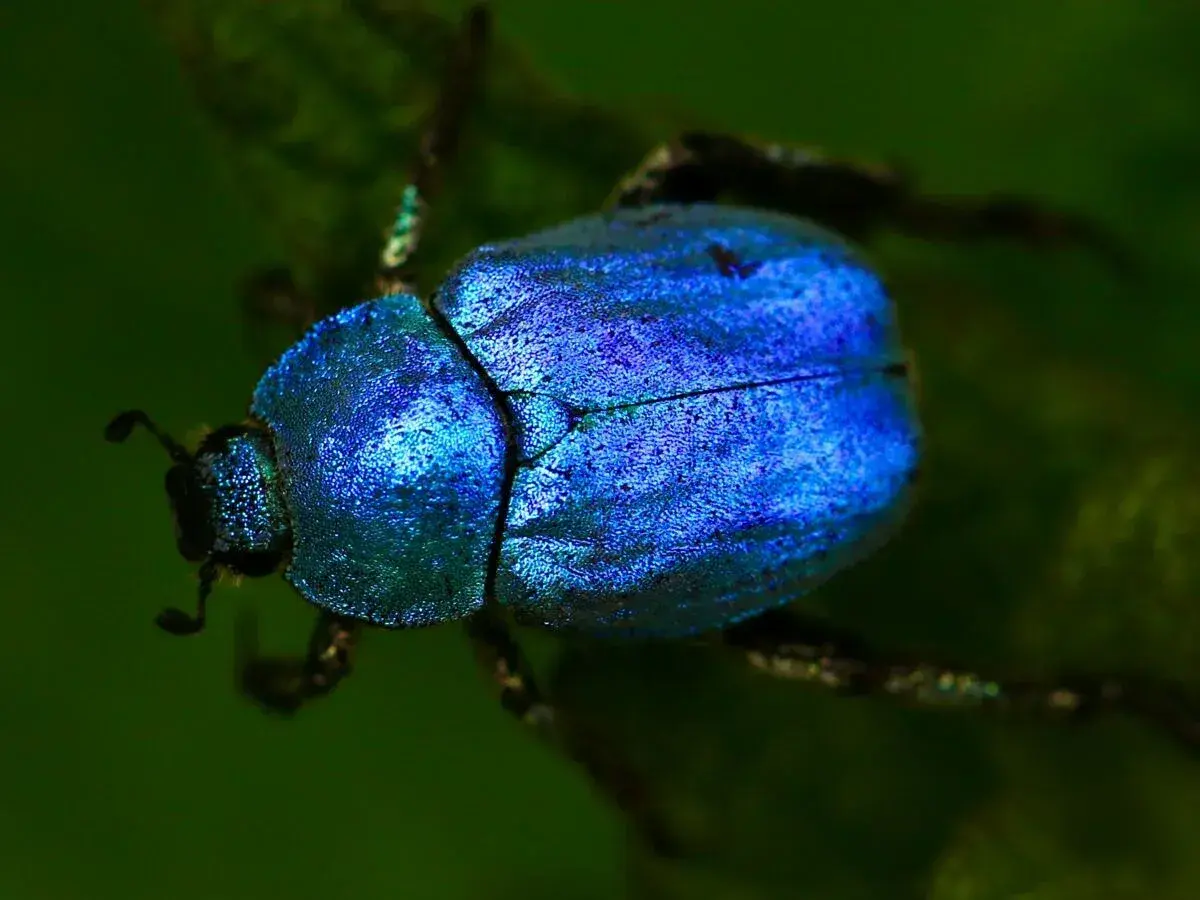 Un scarabée bleu métallique, symbole de renaissance, se repose sur une feuille verte.