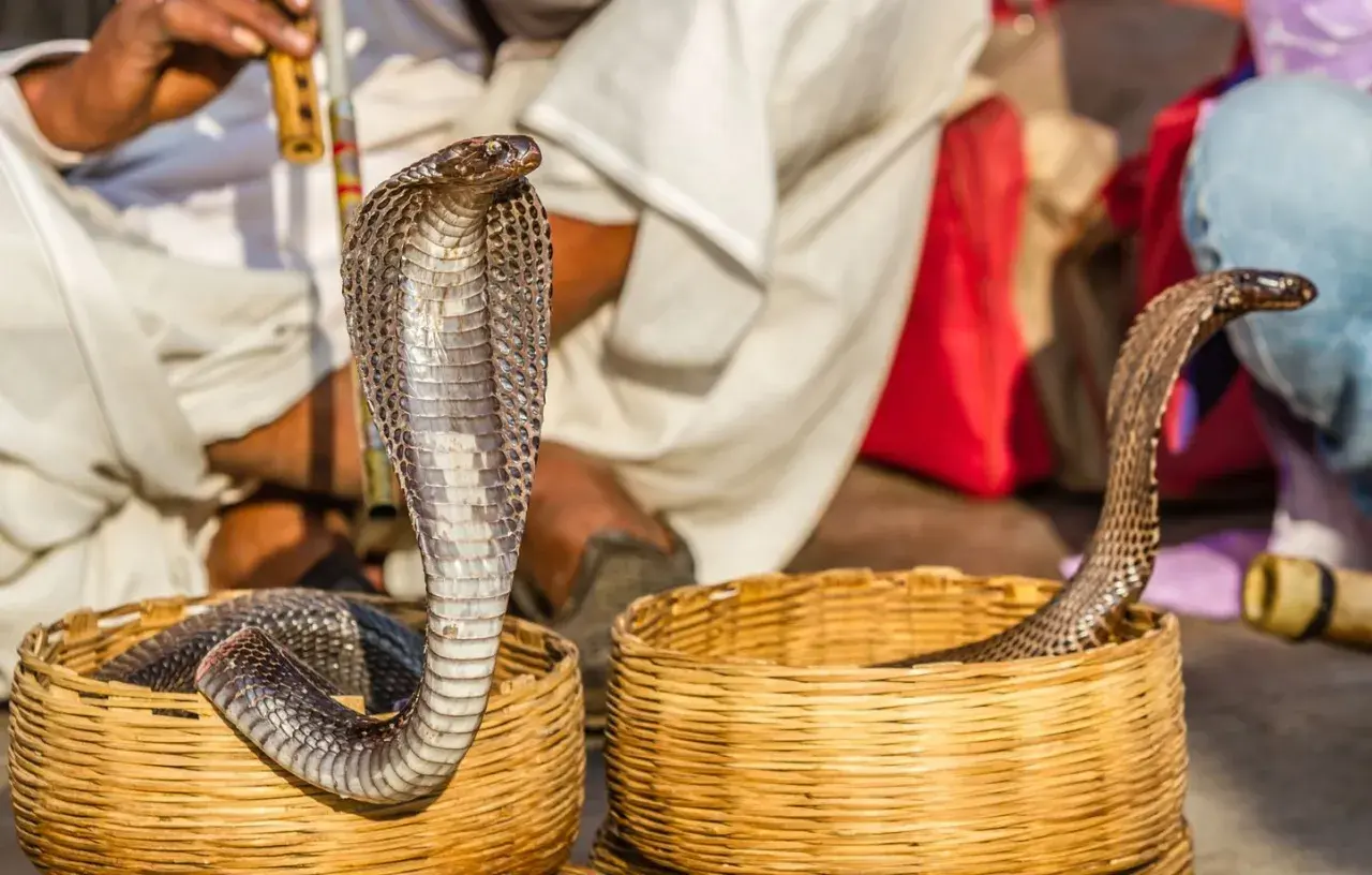 Un charmeur de serpents joue de la flûte, hypnotisant le serpent qui danse hors de son panier.