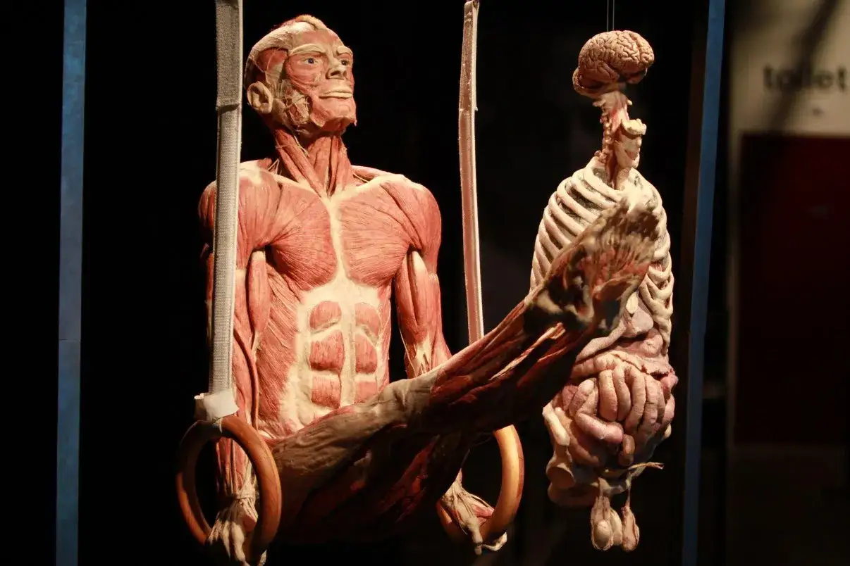 L'image de l'homme, sans peau, montre ses muscles et organes. Un corps humain anatomique suspendu &agrave; des anneaux de gymnastique.