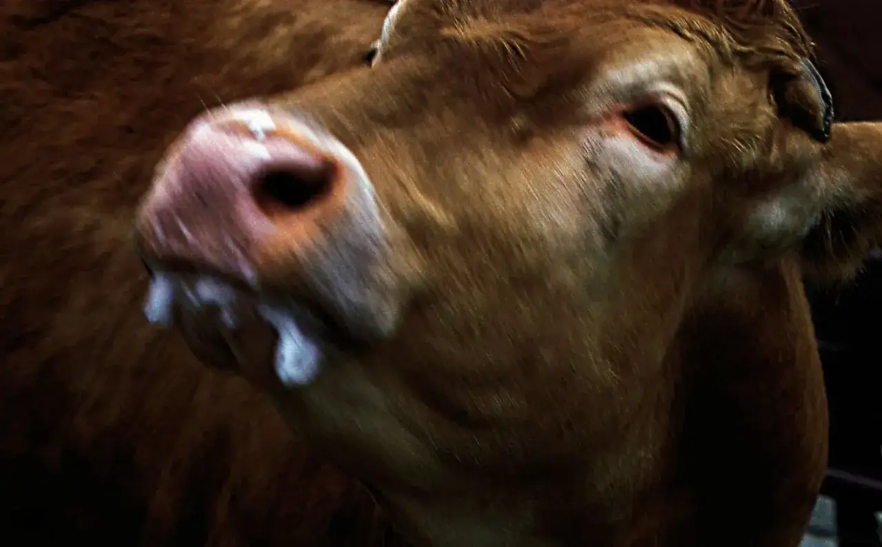 Gros plan sur le museau d'une vache brune, bave blanche dégoulinant. Un souvenir de la vache folle année.