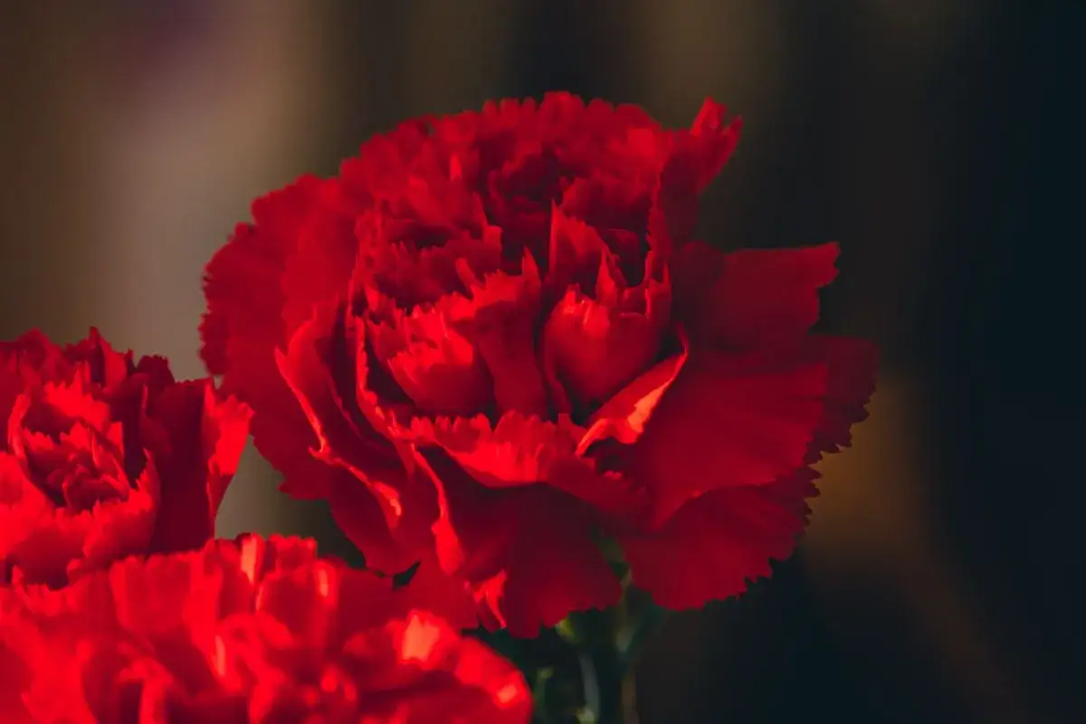 Gros plan sur des &oelig;illets rouges vibrants. L'&oelig;illet rouge signification est l'amour profond et l'admiration.