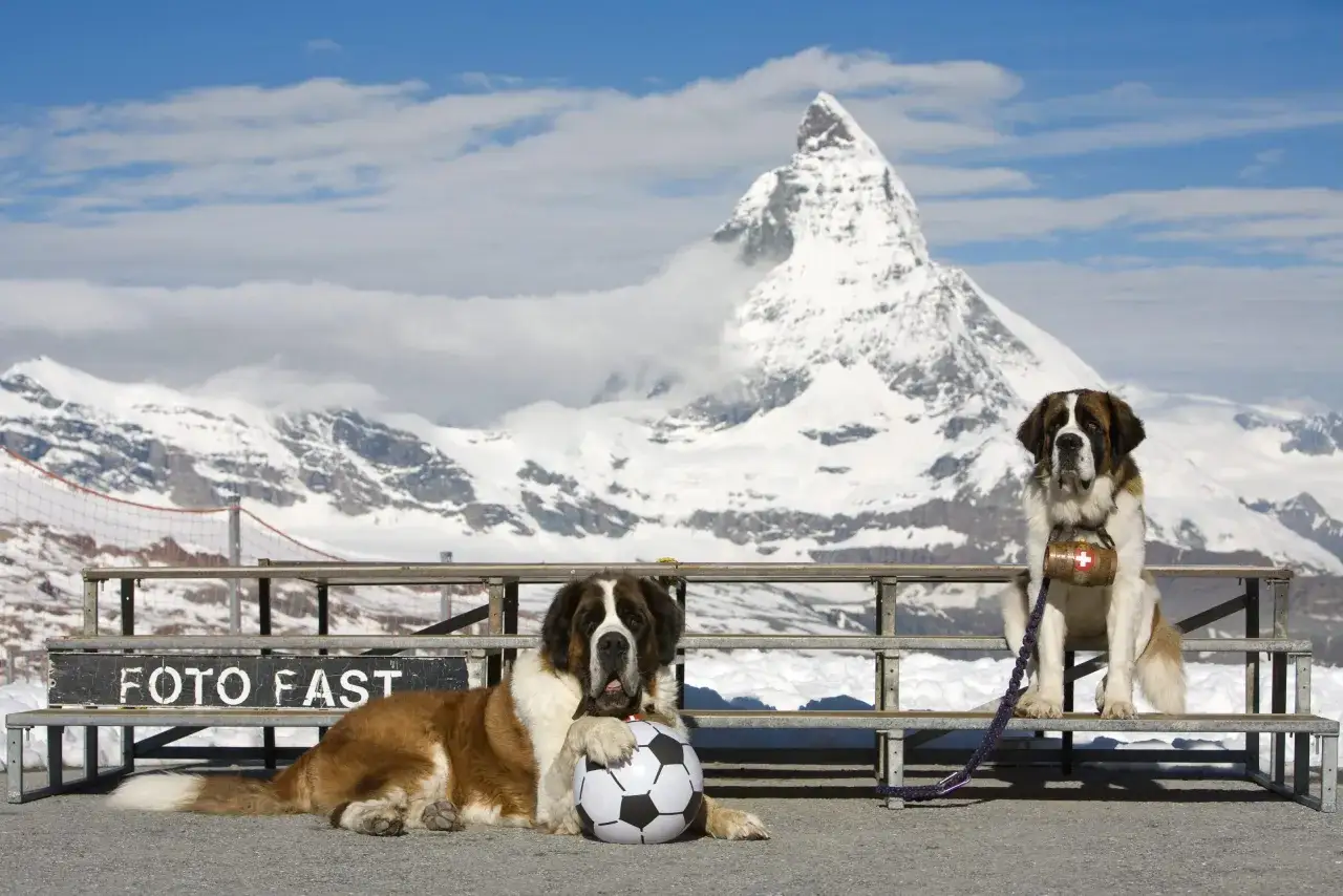 Deux grands Saint-Bernard posent devant le Cervin enneig&eacute;. L'un est couch&eacute; avec un ballon, l'autre assis avec un tonneau.