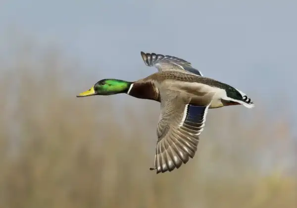 Un canard colvert en plein vol, symbole de liberté. Sa tête verte irisée brille sous le ciel clair.