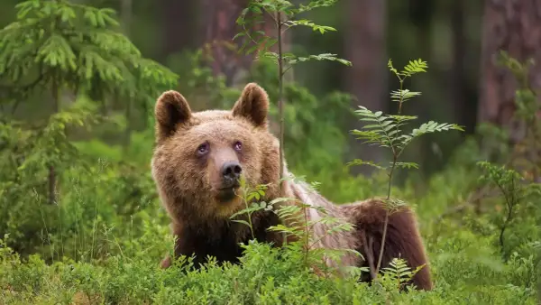 Un ours brun se repose dans la verdure des Alpes, entouré de jeunes arbres et de buissons.