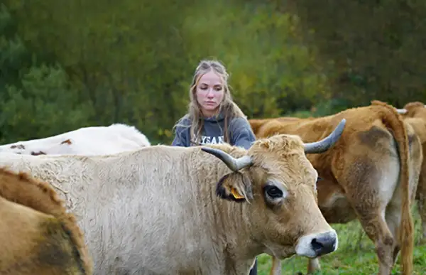 Une jeune femme regarde des vaches dans un pré.